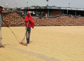 ਖੁਰਾਕ ਸਪਲਾਈ ਵਿਭਾਗ ਦੇ ਮੁਲਾਜ਼ਮ ਹੜਤਾਲ ‘ਤੇ : FCI ਨੇ ਪੰਜਾਬ ਦੀਆਂ ਮੰਡੀਆਂ ‘ਚ ਝੋਨੇ ਦੀ ਖਰੀਦ ਕੀਤੀ ਬੰਦ, ਕਿਸਾਨਾਂ ਦੇ 500 ਕਰੋੜ ਅਟਕੇ