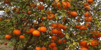 ਪੰਜਾਬ ‘ਚ ਕਿੰਨੂ ਦੇ ਉਤਪਾਦਨ ‘ਚ 25 ਫੀਸਦੀ ਆ ਸਕਦੀ ਹੈ ਕਮੀ, ਇਹ ਹਨ ਮੁੱਖ ਕਾਰਨ