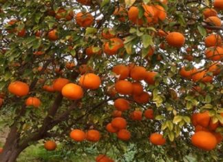 ਪੰਜਾਬ ‘ਚ ਕਿੰਨੂ ਦੇ ਉਤਪਾਦਨ ‘ਚ 25 ਫੀਸਦੀ ਆ ਸਕਦੀ ਹੈ ਕਮੀ, ਇਹ ਹਨ ਮੁੱਖ ਕਾਰਨ