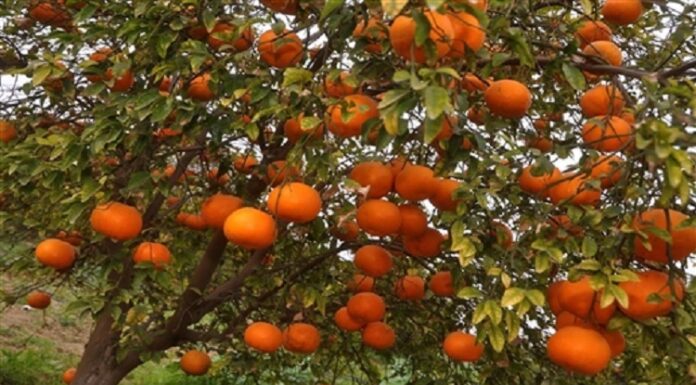 ਪੰਜਾਬ ‘ਚ ਕਿੰਨੂ ਦੇ ਉਤਪਾਦਨ ‘ਚ 25 ਫੀਸਦੀ ਆ ਸਕਦੀ ਹੈ ਕਮੀ, ਇਹ ਹਨ ਮੁੱਖ ਕਾਰਨ