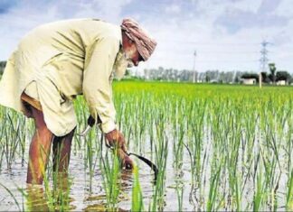 ਅਹਿਮ ਖਬਰ : ਪੰਜਾਬ ਦੇ 15 ਲੱਖ ਕਿਸਾਨਾਂ ਨੂੰ ਨਹੀਂ ਮਿਲੇਗਾ PM ਕਿਸਾਨ ਸਨਮਾਨ ਨਿਧੀ ਯੋਜਨਾ ਦਾ ਲਾਭ, ਜਾਣੋ ਕਾਰਨ