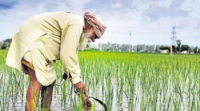 ਅਹਿਮ ਖਬਰ : ਪੰਜਾਬ ਦੇ 15 ਲੱਖ ਕਿਸਾਨਾਂ ਨੂੰ ਨਹੀਂ ਮਿਲੇਗਾ PM ਕਿਸਾਨ ਸਨਮਾਨ ਨਿਧੀ ਯੋਜਨਾ ਦਾ ਲਾਭ, ਜਾਣੋ ਕਾਰਨ