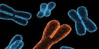 ਖੋਜ ‘ਚ ਦਾਅਵਾ : ਮਰਦ ਦੁਨੀਆ ਤੋਂ ਹੋ ਜਾਣਗੇ ਅਲੋਪ, ਇਨਸਾਨ ਨੂੰ ਮਰਦ ਬਣਾਉਣ ਵਾਲਾ ਜੀਨ ਹੋ ਰਿਹਾ ਖਤਮ