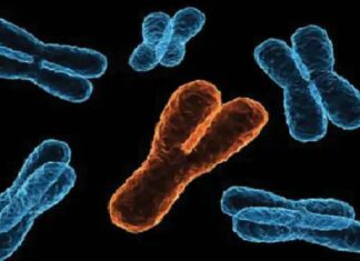 ਖੋਜ ‘ਚ ਦਾਅਵਾ : ਮਰਦ ਦੁਨੀਆ ਤੋਂ ਹੋ ਜਾਣਗੇ ਅਲੋਪ, ਇਨਸਾਨ ਨੂੰ ਮਰਦ ਬਣਾਉਣ ਵਾਲਾ ਜੀਨ ਹੋ ਰਿਹਾ ਖਤਮ