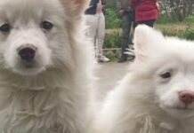 ਸਾਇੰਸ ਸਿਟੀ ‘ਚ 15ਵੇਂ ਤੇ 16ਵੇਂ ਡੌਗ ਸ਼ੋਅ ਦਾ ਆਯੋਜਨ