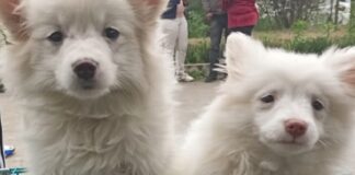 ਸਾਇੰਸ ਸਿਟੀ ‘ਚ 15ਵੇਂ ਤੇ 16ਵੇਂ ਡੌਗ ਸ਼ੋਅ ਦਾ ਆਯੋਜਨ