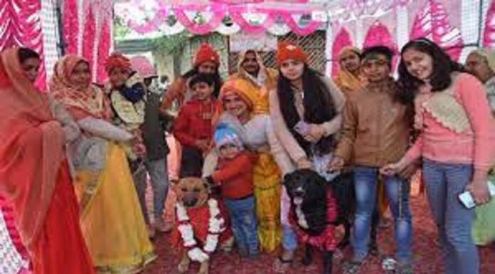 ਟੌਮੀ ਬਣਿਆ ਲਾੜਾ ਤੇ ਜੈਲੀ ਬਣੀ ਦੁਲਹਣ, ਲਏ 7 ਫੇਰੇ; ਜਾਨਵਰਾਂ ਦੇ ਵਿਆਹ ਦੀ ਪੜ੍ਹੋ ਅਜੀਬੋ-ਗਰੀਬ ਕਹਾਣੀ