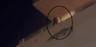 ਆਸ਼ਿਕ ਵਲੋਂ ਵਿਆਹ ਤੋਂ ਇਨਕਾਰ ਕਰਨ ‘ਤੇ ਲੜਕੀ ਨੇ ਮਾਲ ਦੀ 7ਵੀਂ ਮੰਜ਼ਿਲ ‘ਤੇ ਕੀਤਾ ਹਾਈ ਵੋਲਟੇਜ ਡਰਾਮਾ, ਜਾਨ ਦੇਣ ਦੀ ਕੀਤੀ ਕੋਸ਼ਿਸ਼