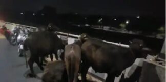 ਲੁਧਿਆਣਾ ‘ਚ ਪੁਲਿਸ ਨੇ ਪਸ਼ੂਆਂ ਨਾਲ ਭਰਿਆ ਟਰੱਕ ਫੜਿਆ, 3 ਗ੍ਰਿਫਤਾਰ