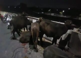 ਲੁਧਿਆਣਾ ‘ਚ ਪੁਲਿਸ ਨੇ ਪਸ਼ੂਆਂ ਨਾਲ ਭਰਿਆ ਟਰੱਕ ਫੜਿਆ, 3 ਗ੍ਰਿਫਤਾਰ