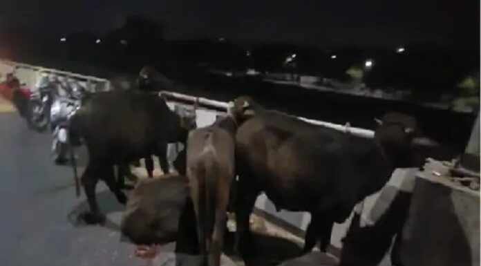 ਲੁਧਿਆਣਾ ‘ਚ ਪੁਲਿਸ ਨੇ ਪਸ਼ੂਆਂ ਨਾਲ ਭਰਿਆ ਟਰੱਕ ਫੜਿਆ, 3 ਗ੍ਰਿਫਤਾਰ