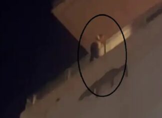 ਅੰਮ੍ਰਿਤਸਰ ‘ਚ ਜਿਸਦੇ ਲਈ ਪੰਜਵੀਂ ਮੰਜ਼ਿਲ ‘ਤੇ ਖੁਦਕੁਸ਼ੀ ਲਈ ਚੜ੍ਹੀ ਸੀ ਲੜਕੀ, ਦੇ ਹੇਠਾਂ ਉਤਰਦੇ ਹੀ ਲੜਕਾ ਵਿਆਹ ਤੋਂ ਮੁੱਕਰਿਆ