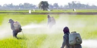 ਖੇਤੀ ਮੰਤਰਾਲੇ ਦੀ ਰਿਪੋਰਟ : ਫਸਲਾਂ ਦਾ ਵੱਧ ਝਾੜ ਲੈਣ ਲਈ ਖਾਦਾਂ ਦੀ ਅੰਨ੍ਹੇਵਾਹ ਵਰਤੋਂ ਕਰਨ ਦੇ ਮਾਮਲੇ ‘ਚ ਪੰਜਾਬ ਪਹਿਲੇ ਨੰਬਰ ‘ਤੇ