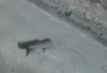 ਜਲੰਧਰ ‘ਚ ਆਇਆ ਤੇਂਦੂਆ, ਲੋਕਾਂ ‘ਚ ਦਹਿਸ਼ਤ, ਘਰਾਂ ਦੇ ਦਰਵਾਜ਼ੇ ਕੀਤੇ ਬੰਦ