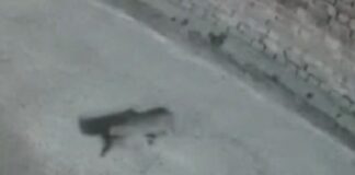 ਜਲੰਧਰ ‘ਚ ਆਇਆ ਤੇਂਦੂਆ, ਲੋਕਾਂ ‘ਚ ਦਹਿਸ਼ਤ, ਘਰਾਂ ਦੇ ਦਰਵਾਜ਼ੇ ਕੀਤੇ ਬੰਦ