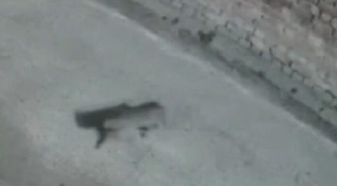 ਜਲੰਧਰ ‘ਚ ਆਇਆ ਤੇਂਦੂਆ, ਲੋਕਾਂ ‘ਚ ਦਹਿਸ਼ਤ, ਘਰਾਂ ਦੇ ਦਰਵਾਜ਼ੇ ਕੀਤੇ ਬੰਦ