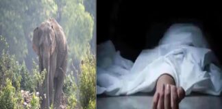 ਜੰਗਲੀ ਹਾਥੀ ਨੇ ਝਰਨੇ ‘ਚ ਨਹਾ ਰਹੇ ਵਿਅਕਤੀ ਨੂੰ ਪਟਕ-ਪਟਕ ਕੇ ਮਾਰਿਆ, ਇਲਾਕੇ ‘ਚ ਮਚਾਈ ਤਬਾਹੀ