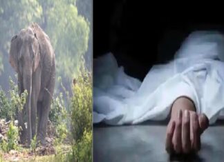 ਜੰਗਲੀ ਹਾਥੀ ਨੇ ਝਰਨੇ ‘ਚ ਨਹਾ ਰਹੇ ਵਿਅਕਤੀ ਨੂੰ ਪਟਕ-ਪਟਕ ਕੇ ਮਾਰਿਆ, ਇਲਾਕੇ ‘ਚ ਮਚਾਈ ਤਬਾਹੀ