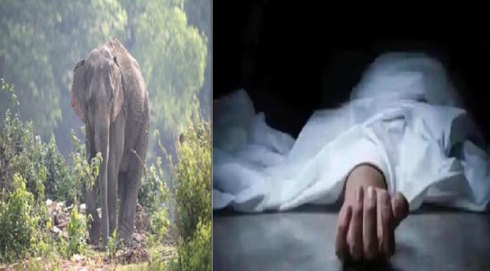 ਜੰਗਲੀ ਹਾਥੀ ਨੇ ਝਰਨੇ ‘ਚ ਨਹਾ ਰਹੇ ਵਿਅਕਤੀ ਨੂੰ ਪਟਕ-ਪਟਕ ਕੇ ਮਾਰਿਆ, ਇਲਾਕੇ ‘ਚ ਮਚਾਈ ਤਬਾਹੀ