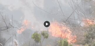 ਲੁਧਿਆਣਾ ‘ਚ ਛੱਪੜ ‘ਚ ਲੱਗੀ ਭਿਆਨਕ ਅੱਗ, ਕਈ ਪੰਛੀ ਆਏ ਲਪੇਟ ‘ਚ