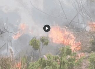 ਲੁਧਿਆਣਾ ‘ਚ ਛੱਪੜ ‘ਚ ਲੱਗੀ ਭਿਆਨਕ ਅੱਗ, ਕਈ ਪੰਛੀ ਆਏ ਲਪੇਟ ‘ਚ