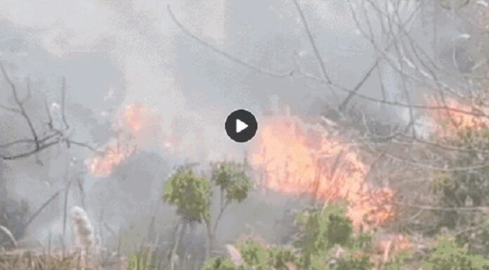 ਲੁਧਿਆਣਾ ‘ਚ ਛੱਪੜ ‘ਚ ਲੱਗੀ ਭਿਆਨਕ ਅੱਗ, ਕਈ ਪੰਛੀ ਆਏ ਲਪੇਟ ‘ਚ