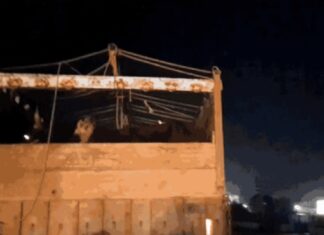 ਜਲੰਧਰ ‘ਚ ਗਾਂ ਲਿਜਾ ਰਹੇ ਟਰੱਕ ਨੂੰ ਹਿੰਦੂ ਸੰਗਠਨਾਂ ਦੇ ਵਰਕਰਾਂ ਨੇ ਫੜਿਆ, ਲੁਧਿਆਣਾ ਤੋਂ ਕਰ ਰਹੇ ਸੀ ਪਿੱਛਾ