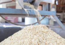 ਬੇਨਿਯਾਮੀਆਂ ਕਾਰਨ 8 ਰਾਈਸ ਮਿੱਲਾਂ ਨੂੰ ਕੀਤਾ ਬਲੈਕਲਿਸਟ, ਪੜ੍ਹੋ ਵਜ੍ਹਾ