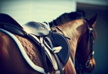 ਲੁਧਿਆਣਾ : ਘੋੜਾ ਖਰੀਦਣ ਦੇ ਨਾਂ ‘ਤੇ ਨੌਸਰਬਾਜ਼ਾਂ ਨੇ ਕਾਰੋਬਾਰੀ ਨੂੰ ਲਗਾਇਆ 22 ਲੱਖ ਦਾ ਚੂਨਾ, ਪੜ੍ਹੋ ਕਿੰਝ ਬਣਾਇਆ ਸ਼ਿਕਾਰ