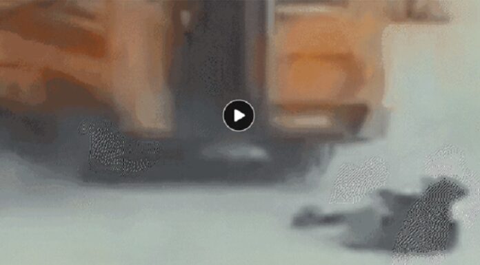 ਬਠਿੰਡਾ : ਚੱਲਦੀ ਸਕੂਲ ਵੈਨ ‘ਚੋਂ ਡਿੱਗੀ ਬੱਚੀ, ਪਿਆ ਚੀਕ-ਚਿਹਾੜਾ, ਡਰਾਈਵਰ ਦੌੜਾਂਦਾ ਰਿਹਾ ਬੱਸ