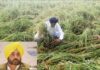 cm ਮਾਨ ਬੇਮੌਸਮੇ ਮੀਂਹ ਕਾਰਨ ਨੁਕਸਾਨੀਆਂ ਫਸਲਾਂ ਦਾ ਲੈਣਗੇ ਜਾਇਜ਼ਾ