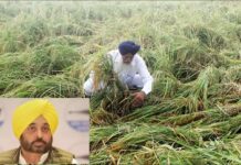 cm ਮਾਨ ਬੇਮੌਸਮੇ ਮੀਂਹ ਕਾਰਨ ਨੁਕਸਾਨੀਆਂ ਫਸਲਾਂ ਦਾ ਲੈਣਗੇ ਜਾਇਜ਼ਾ