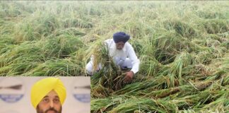 cm ਮਾਨ ਬੇਮੌਸਮੇ ਮੀਂਹ ਕਾਰਨ ਨੁਕਸਾਨੀਆਂ ਫਸਲਾਂ ਦਾ ਲੈਣਗੇ ਜਾਇਜ਼ਾ