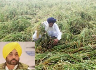 cm ਮਾਨ ਬੇਮੌਸਮੇ ਮੀਂਹ ਕਾਰਨ ਨੁਕਸਾਨੀਆਂ ਫਸਲਾਂ ਦਾ ਲੈਣਗੇ ਜਾਇਜ਼ਾ