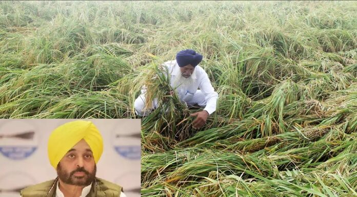 cm ਮਾਨ ਬੇਮੌਸਮੇ ਮੀਂਹ ਕਾਰਨ ਨੁਕਸਾਨੀਆਂ ਫਸਲਾਂ ਦਾ ਲੈਣਗੇ ਜਾਇਜ਼ਾ