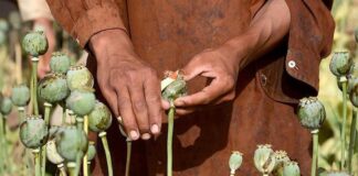 ਘਰ ਦੀ ਛੱਤ ‘ਤੇ ਅਫ਼ੀਮ ਦੀ ਖੇਤੀ ਕਰਦਾ ਵਿਅਕਤੀ ਗ੍ਰਿਫਤਾਰ, 40 ਪੌਦੇ ਬਰਾਮਦ