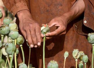 ਘਰ ਦੀ ਛੱਤ ‘ਤੇ ਅਫ਼ੀਮ ਦੀ ਖੇਤੀ ਕਰਦਾ ਵਿਅਕਤੀ ਗ੍ਰਿਫਤਾਰ, 40 ਪੌਦੇ ਬਰਾਮਦ