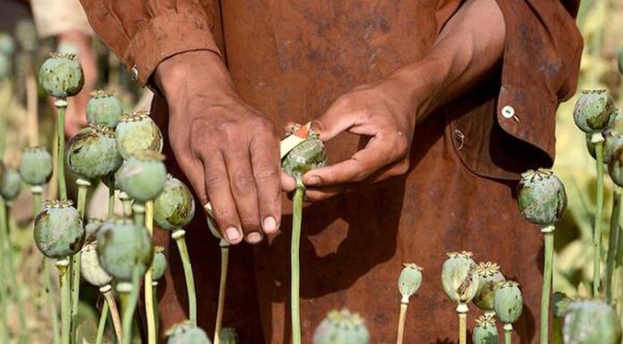 ਘਰ ਦੀ ਛੱਤ ‘ਤੇ ਅਫ਼ੀਮ ਦੀ ਖੇਤੀ ਕਰਦਾ ਵਿਅਕਤੀ ਗ੍ਰਿਫਤਾਰ, 40 ਪੌਦੇ ਬਰਾਮਦ