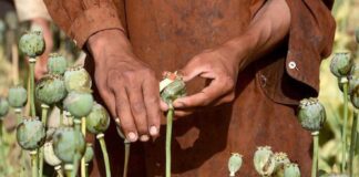 ਲੁਧਿਆਣਾ : ਕੋਰੀਅਰ ਰਾਹੀਂ ਕੈਨੇਡਾ ਅਫੀਮ ਭੇਜਦਾ ਵਿਅਕਤੀ ਗ੍ਰਿਫਤਾਰ, ਕੀਤੇ ਵੱਡੇ ਖੁਲਾਸੇ