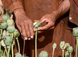 ਲੁਧਿਆਣਾ : ਕੋਰੀਅਰ ਰਾਹੀਂ ਕੈਨੇਡਾ ਅਫੀਮ ਭੇਜਦਾ ਵਿਅਕਤੀ ਗ੍ਰਿਫਤਾਰ, ਕੀਤੇ ਵੱਡੇ ਖੁਲਾਸੇ