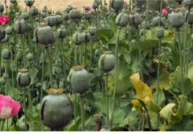 ਲੁਧਿਆਣਾ : ਅਫ਼ੀਮ ਦੀ ਖੇਤੀ ਕਰਦਾ ਕਿਸਾਨ ਗ੍ਰਿਫਤਾਰ, ਖੇਤਾਂ ‘ਚ ਪੁਲਿਸ ਨੇ ਮਾਰਿਆ ਛਾਪਾ