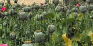 ਲੁਧਿਆਣਾ : ਅਫ਼ੀਮ ਦੀ ਖੇਤੀ ਕਰਦਾ ਕਿਸਾਨ ਗ੍ਰਿਫਤਾਰ, ਖੇਤਾਂ ‘ਚ ਪੁਲਿਸ ਨੇ ਮਾਰਿਆ ਛਾਪਾ