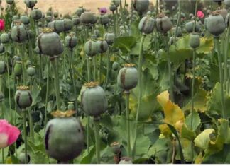 ਲੁਧਿਆਣਾ : ਅਫ਼ੀਮ ਦੀ ਖੇਤੀ ਕਰਦਾ ਕਿਸਾਨ ਗ੍ਰਿਫਤਾਰ, ਖੇਤਾਂ ‘ਚ ਪੁਲਿਸ ਨੇ ਮਾਰਿਆ ਛਾਪਾ