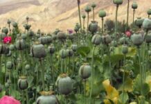 ਘਰ ‘ਚ ਅਫੀਮ ਦੀ ਖੇਤੀ ਕਰਦਾ ਵਿਅਕਤੀ ਗ੍ਰਿਫਤਾਰ, 8 ਕਿਲੋ 800 ਗ੍ਰਾਮ ਦੇ ਪੌਦੇ ਬਰਾਮਦ