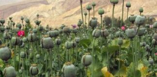 ਘਰ ‘ਚ ਅਫੀਮ ਦੀ ਖੇਤੀ ਕਰਦਾ ਵਿਅਕਤੀ ਗ੍ਰਿਫਤਾਰ, 8 ਕਿਲੋ 800 ਗ੍ਰਾਮ ਦੇ ਪੌਦੇ ਬਰਾਮਦ