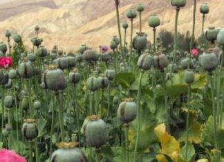 ਘਰ ‘ਚ ਅਫੀਮ ਦੀ ਖੇਤੀ ਕਰਦਾ ਵਿਅਕਤੀ ਗ੍ਰਿਫਤਾਰ, 8 ਕਿਲੋ 800 ਗ੍ਰਾਮ ਦੇ ਪੌਦੇ ਬਰਾਮਦ