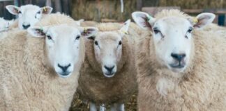 ਲੁਧਿਆਣਾ : ਪਿਓ-ਪੁੱਤ ਨੂੰ ਬੰਧਕ ਬਣਾ ਕੇ 45 ਭੇਡਾਂ ਲੈ ਗਏ ਪਿਕਅਪ ਗੱਡੀ ‘ਚ ਆਏ 7 ਅਣਪਛਾਤੇ