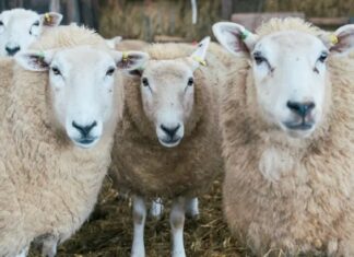 ਲੁਧਿਆਣਾ : ਪਿਓ-ਪੁੱਤ ਨੂੰ ਬੰਨ੍ਹ ਕੇ 45 ਭੇਡਾਂ ਲੈ ਗਏ 7 ਅਣਪਛਾਤੇ, ਚੋਰੀ ਸਮੇਂ ਵਰਤੇ ਟੈਂਪੂ