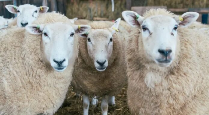 ਲੁਧਿਆਣਾ : ਪਿਓ-ਪੁੱਤ ਨੂੰ ਬੰਧਕ ਬਣਾ ਕੇ 45 ਭੇਡਾਂ ਲੈ ਗਏ ਪਿਕਅਪ ਗੱਡੀ ‘ਚ ਆਏ 7 ਅਣਪਛਾਤੇ