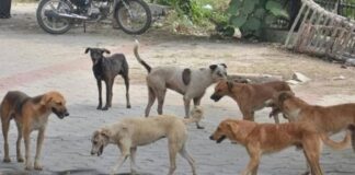 ਖੇਤਾਂ ‘ਚ ਗਏ ਨਬਾਲਗ ਭੈਣ-ਭਰਾ ਨੂੰ ਨੋਚ-ਨੋਚ ਖਾ ਗਏ ਆਵਾਰਾ ਕੁੱਤੇ, ਦੋਵਾਂ ਦੀ ਦਰਦਨਾਕ ਮੌਤ